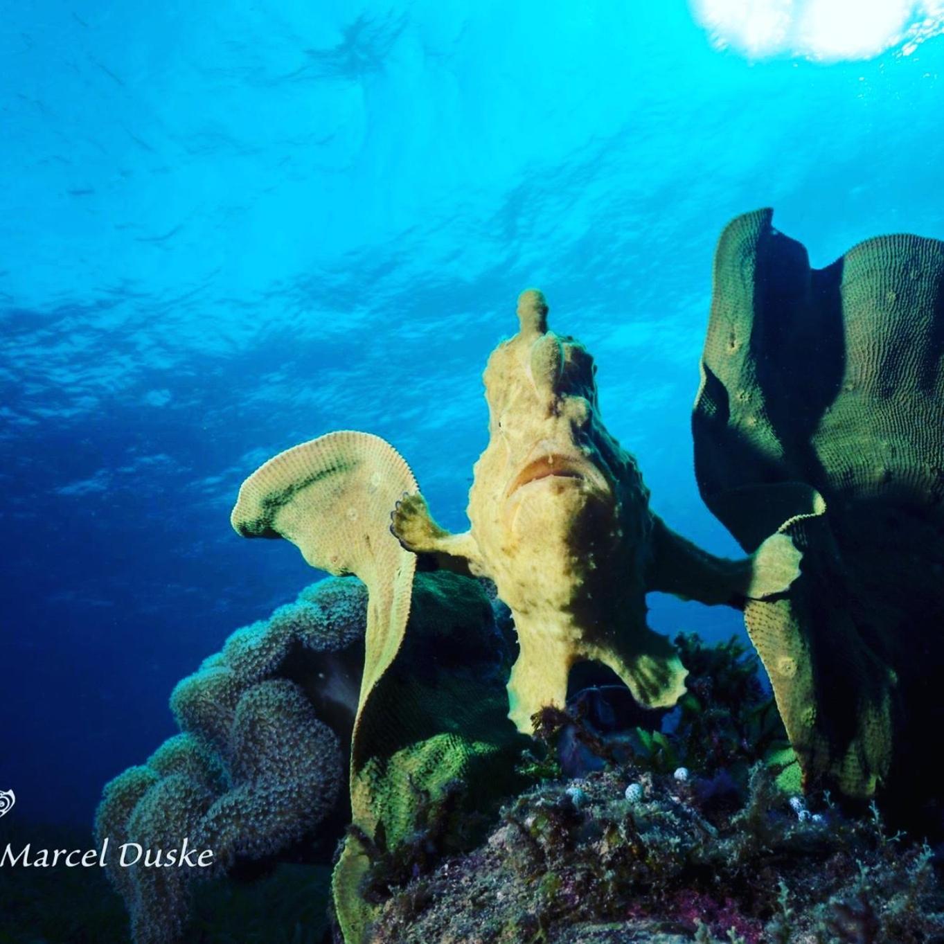 Polaris Beach And Dive Resort Inc Loon Экстерьер фото