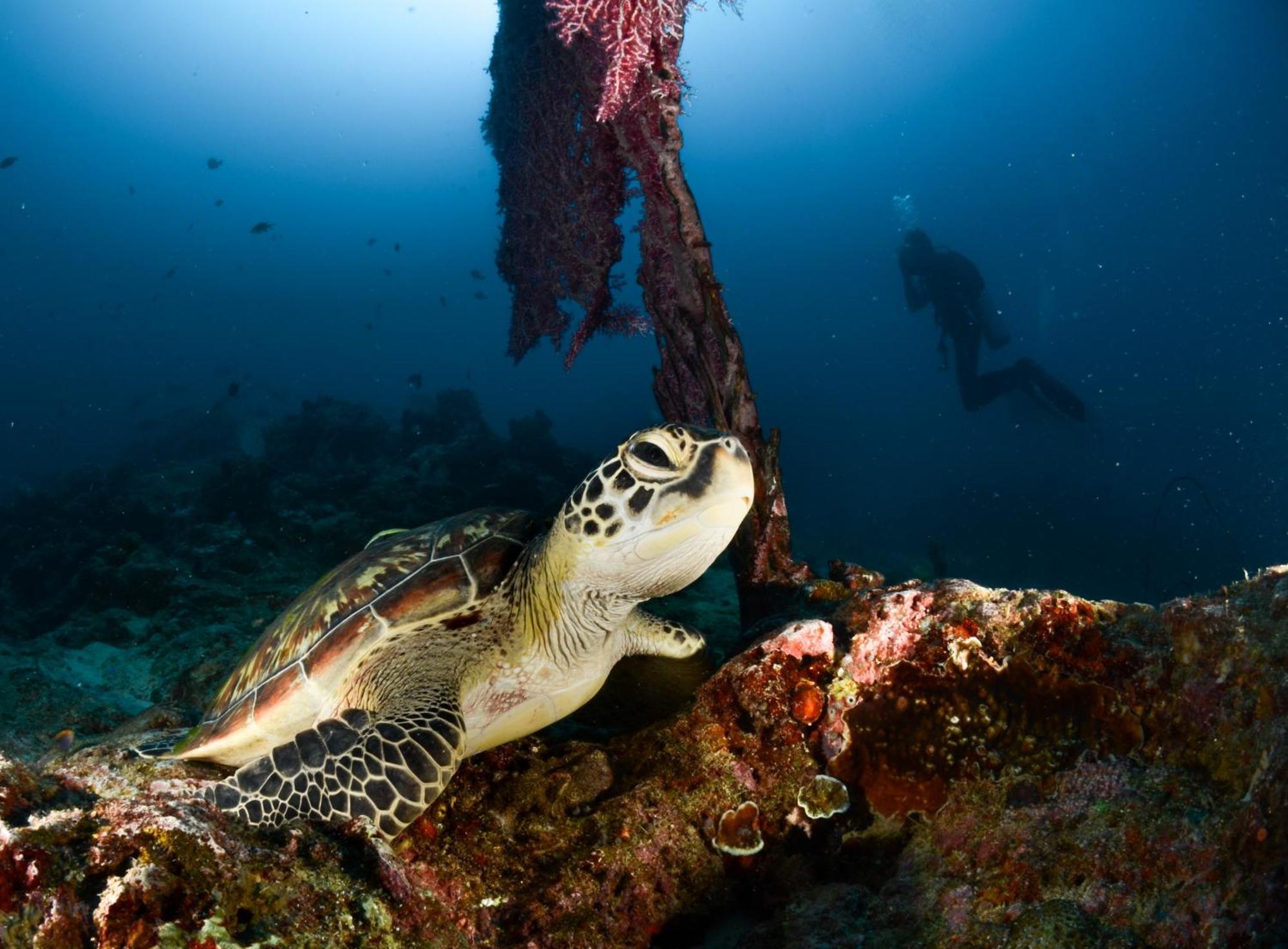 Polaris Beach And Dive Resort Inc Loon Экстерьер фото